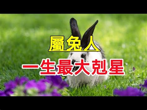 生肖屬兔 五行|生肖兔五行屬性大全 生肖兔五行相生相剋